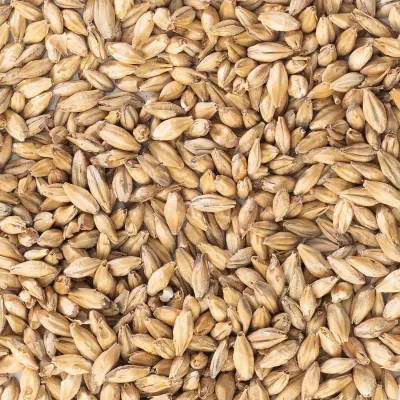Malt Lager
