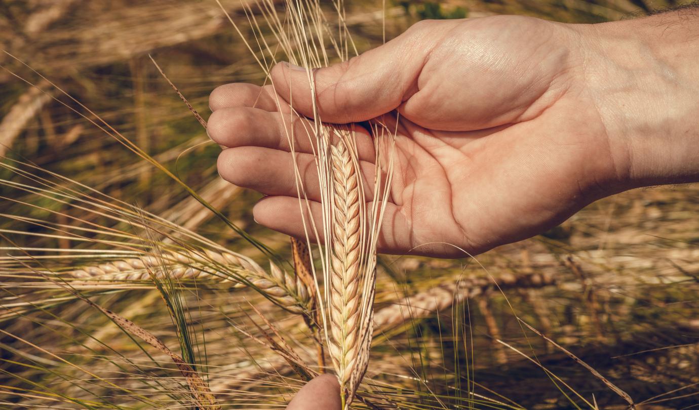 Barley orges